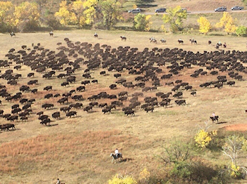 SD Buffalo Roundup