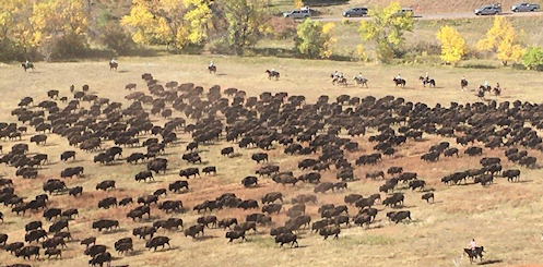SD Custer Park Buffalo Roundup 2025