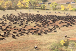 2025 Buffalo Roundup